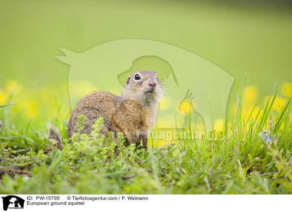 European ground squirrel / PW-15795