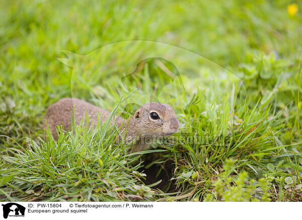 Europischer Ziesel / European ground squirrel / PW-15804