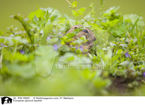 Europischer Ziesel / European ground squirrel / PW-15805