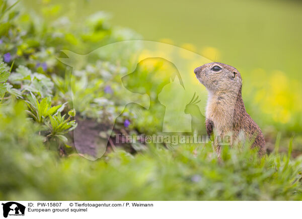 Europischer Ziesel / European ground squirrel / PW-15807