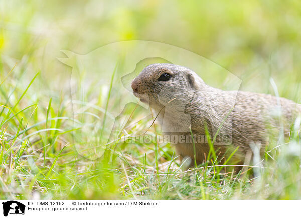 Europischer Ziesel / European ground squirrel / DMS-12162