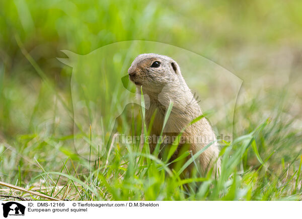 Europischer Ziesel / European ground squirrel / DMS-12166
