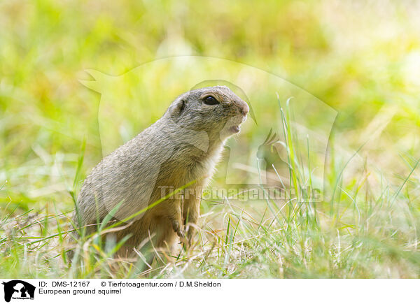 Europischer Ziesel / European ground squirrel / DMS-12167