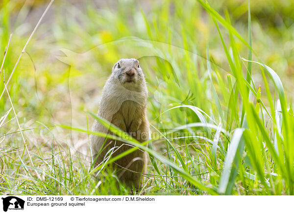 Europischer Ziesel / European ground squirrel / DMS-12169