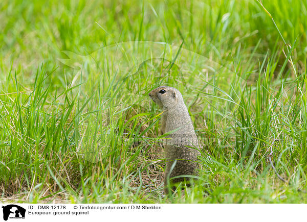 Europischer Ziesel / European ground squirrel / DMS-12178