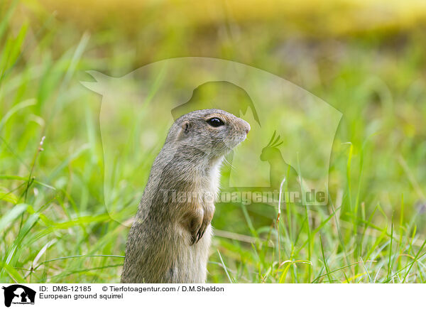 Europischer Ziesel / European ground squirrel / DMS-12185