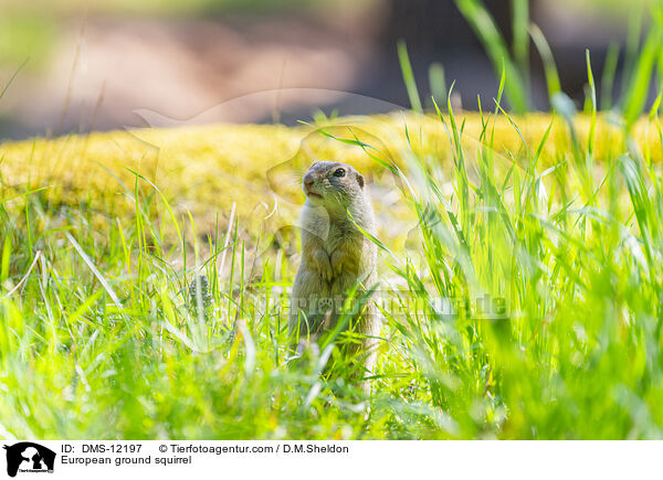 Europischer Ziesel / European ground squirrel / DMS-12197
