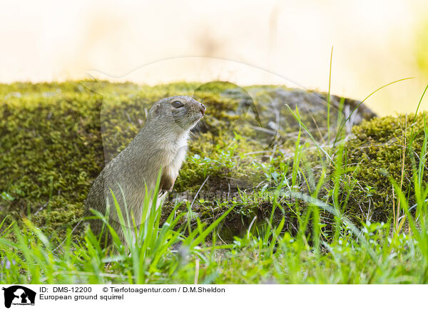 Europischer Ziesel / European ground squirrel / DMS-12200