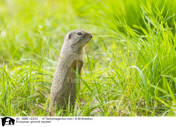 Europischer Ziesel / European ground squirrel / DMS-12203