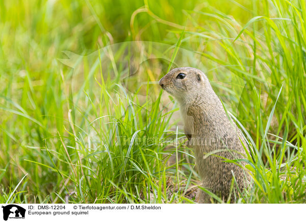 Europischer Ziesel / European ground squirrel / DMS-12204