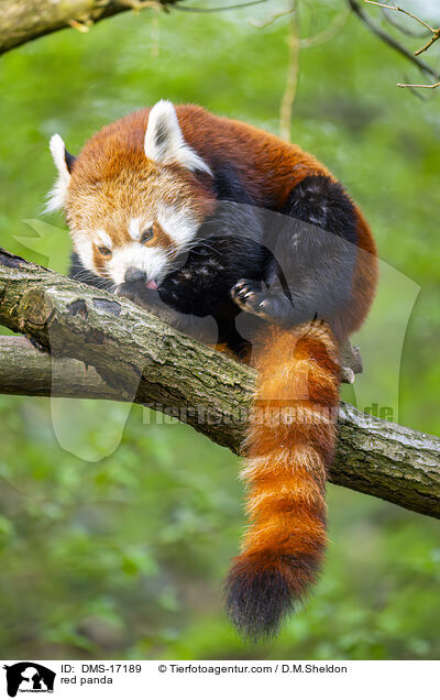Roter Panda / red panda / DMS-17189
