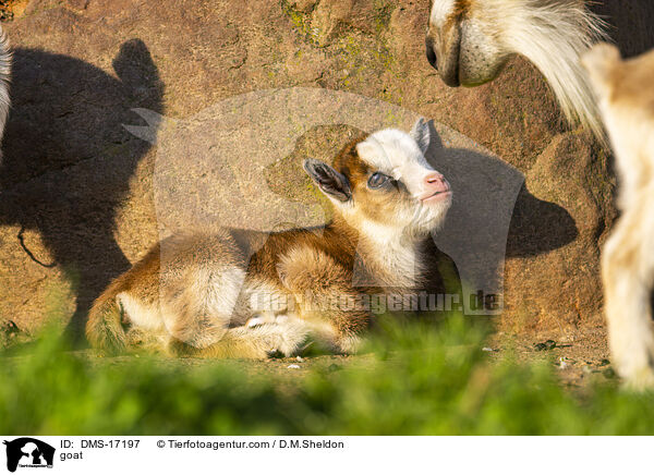Ziege / goat / DMS-17197