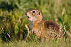 European Ground Squirrel