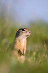 European Ground Squirrel