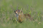 European Ground Squirrel