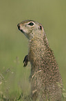 European Ground Squirrel