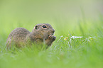 European ground squirrel