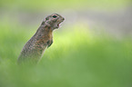 European ground squirrel