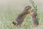 European ground squirrels