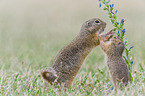 European ground squirrels