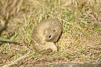 European ground squirrel