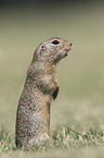 European ground squirrel