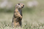 European ground squirrel