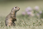 European ground squirrel