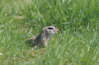 European ground squirrel