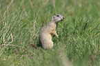 European ground squirrel