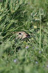 European ground squirrel