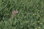 European ground squirrel