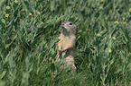 European ground squirrel