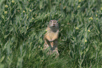 European ground squirrel