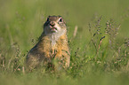 European ground squirrel