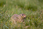 European ground squirrel