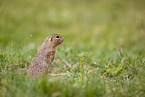 European ground squirrel