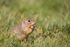 European ground squirrel