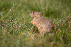 European ground squirrel