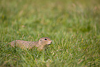European ground squirrel