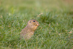 European ground squirrel