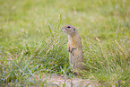 European ground squirrel