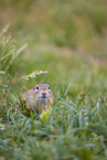 European ground squirrel