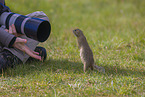 European ground squirrel