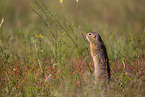 European ground squirrel