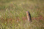 European ground squirrel