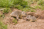 young European ground squirrels