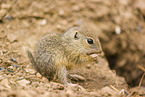 young European ground squirrel