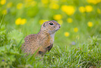 European ground squirrel