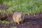 European ground squirrel